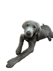 Gunner, the friendly Weimaraner puppy and shop dog at Staghorn Men’s Apparel in Punta Gorda, Florida